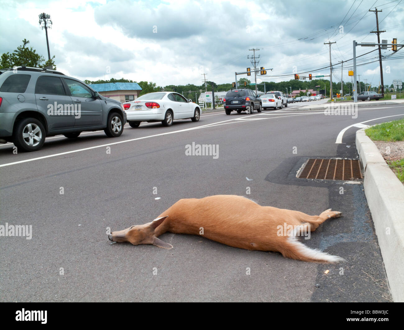 Chevreuil mort sur la voie publique dans la banlieue de New York, USA Banque D'Images