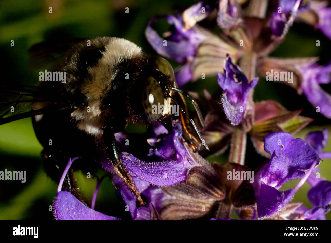 Bee gathering pollen sur silvia fleurs Banque D'Images