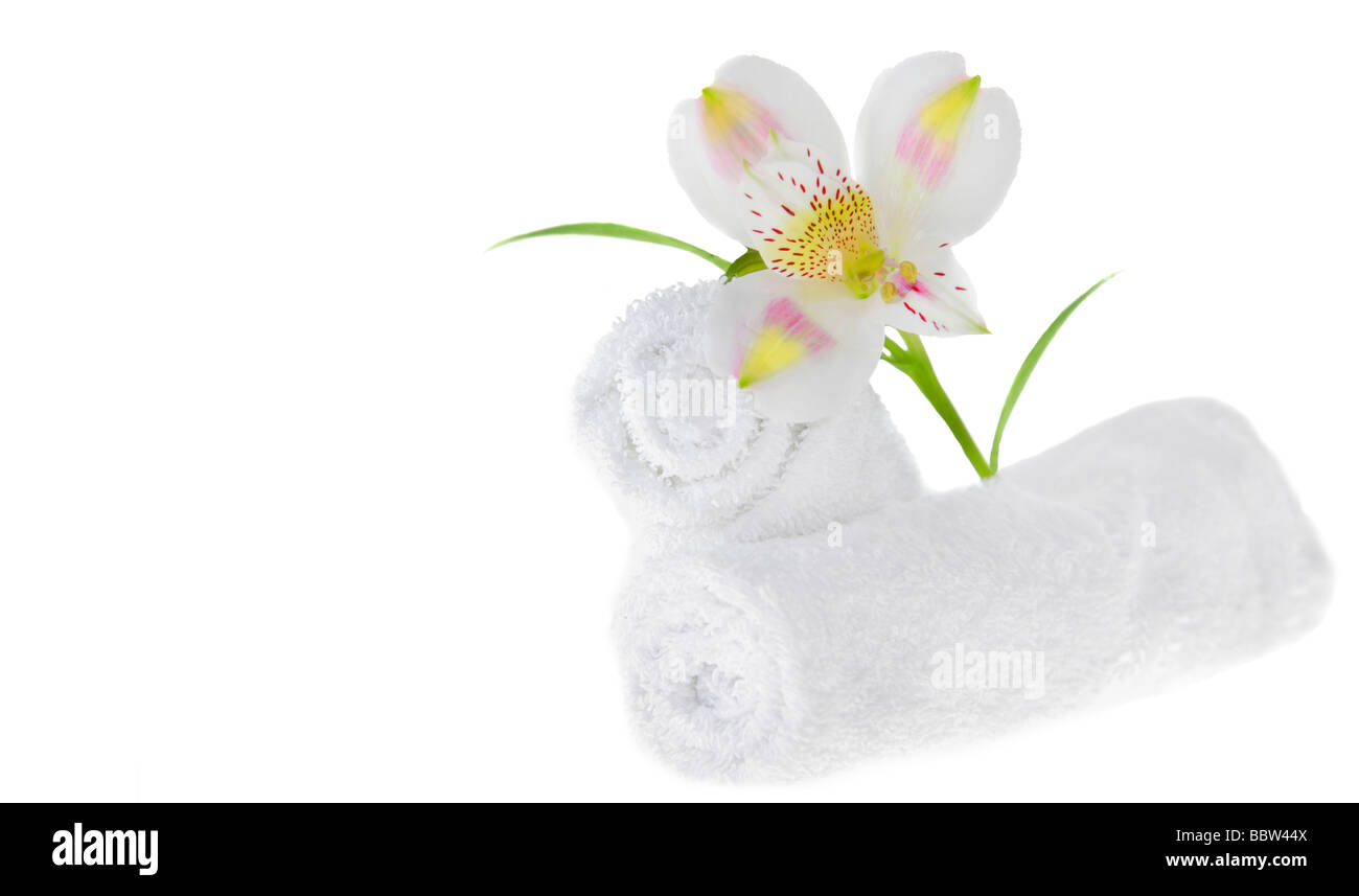 Lys blanc frais isolated on white Banque D'Images