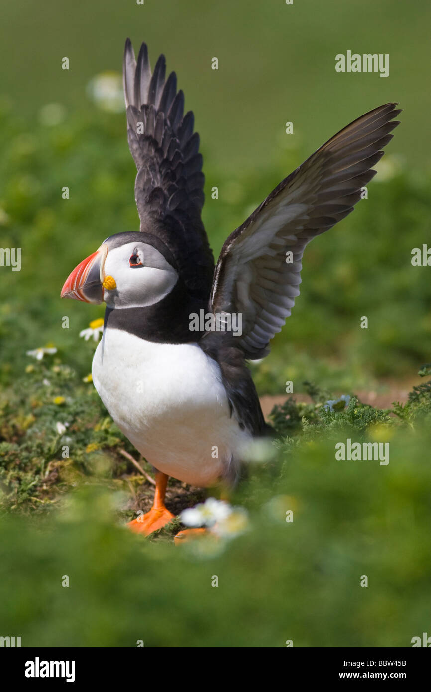 Macareux moine (Fratercula arctica) étend ses ailes en dehors de son terrier Banque D'Images