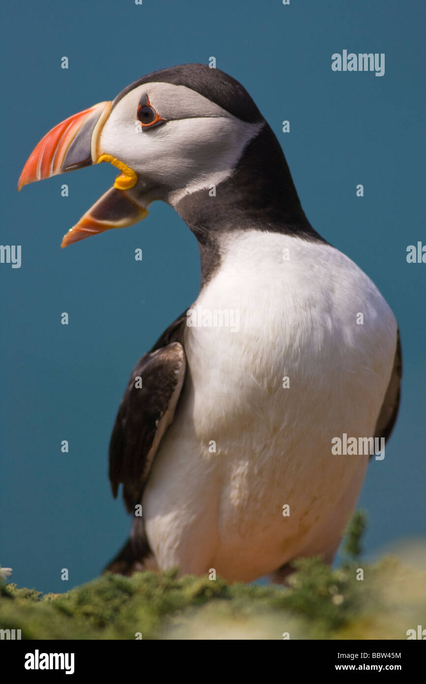 Macareux moine (Fratercula arctica) standing on clifftop appelant Banque D'Images