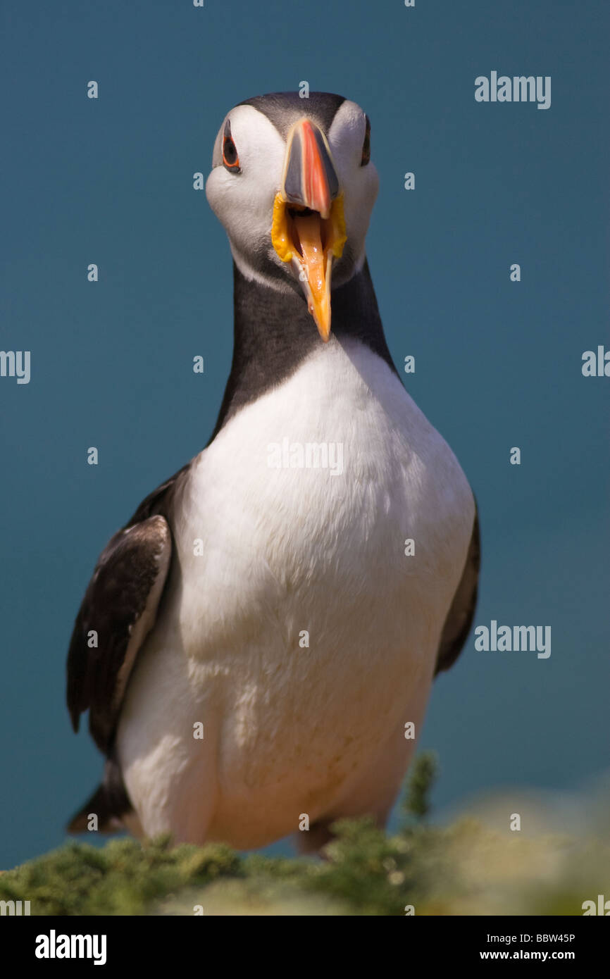 Macareux moine (Fratercula arctica) standing on clifftop appelant Banque D'Images