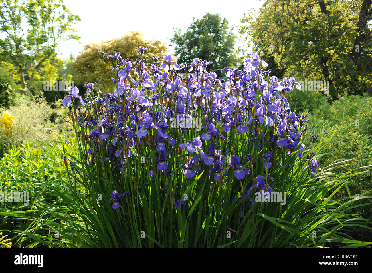 Iris dans un jardin typiquement anglais, à l'East Lambrook Manor Gardens, South Petherton, Somerset conçu par Margery Fish Banque D'Images