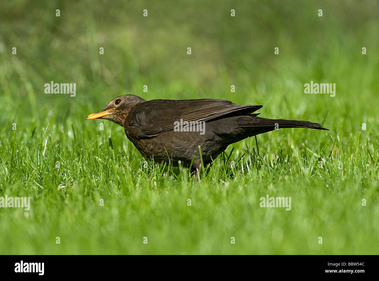 Hen blackbird Turdus merula penche la tête d'écouter pour les mouvements de proie Banque D'Images