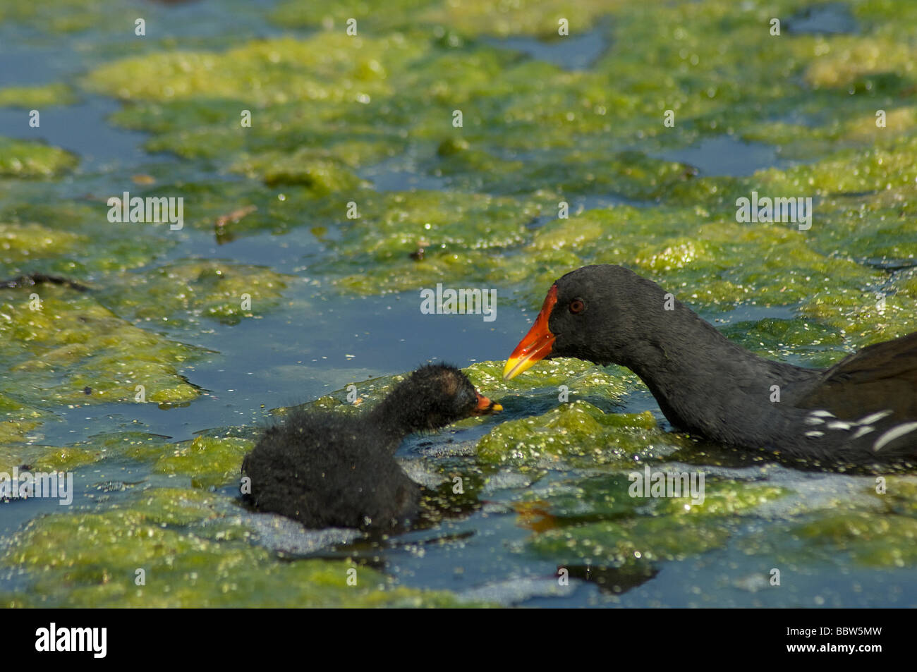 Gallinule poule-d'eau Gallinula chloropus chick mendier de la nourriture Banque D'Images