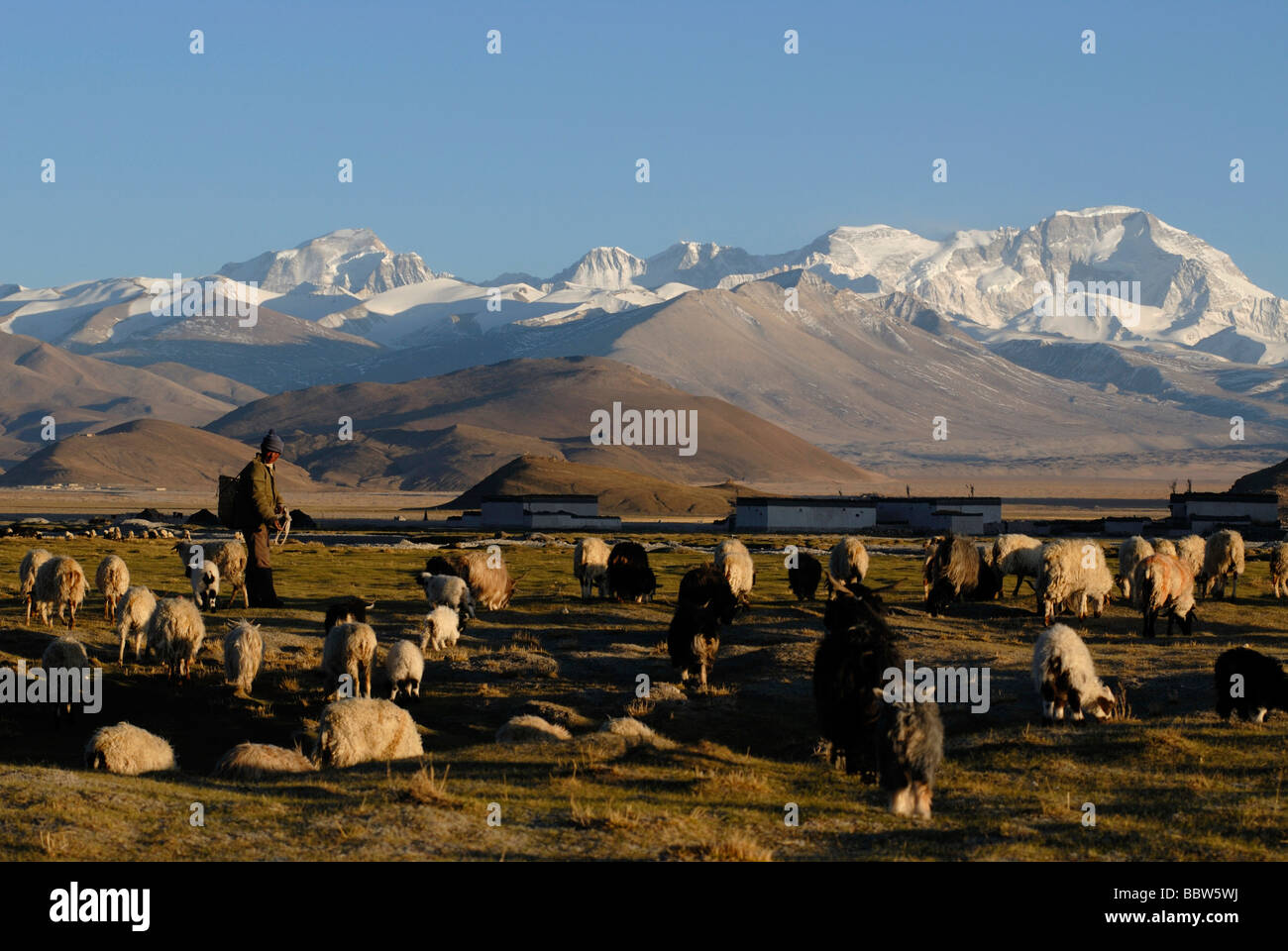 Tibetan berger avec troupeau de moutons en face de la montagne enneigée Cho Oyo, 8112 m, dans le plateau de Tingri avec le Tibet buildi Banque D'Images