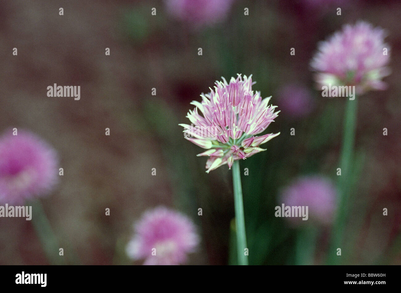 Allium schoenoprasum ciboulette- Banque D'Images