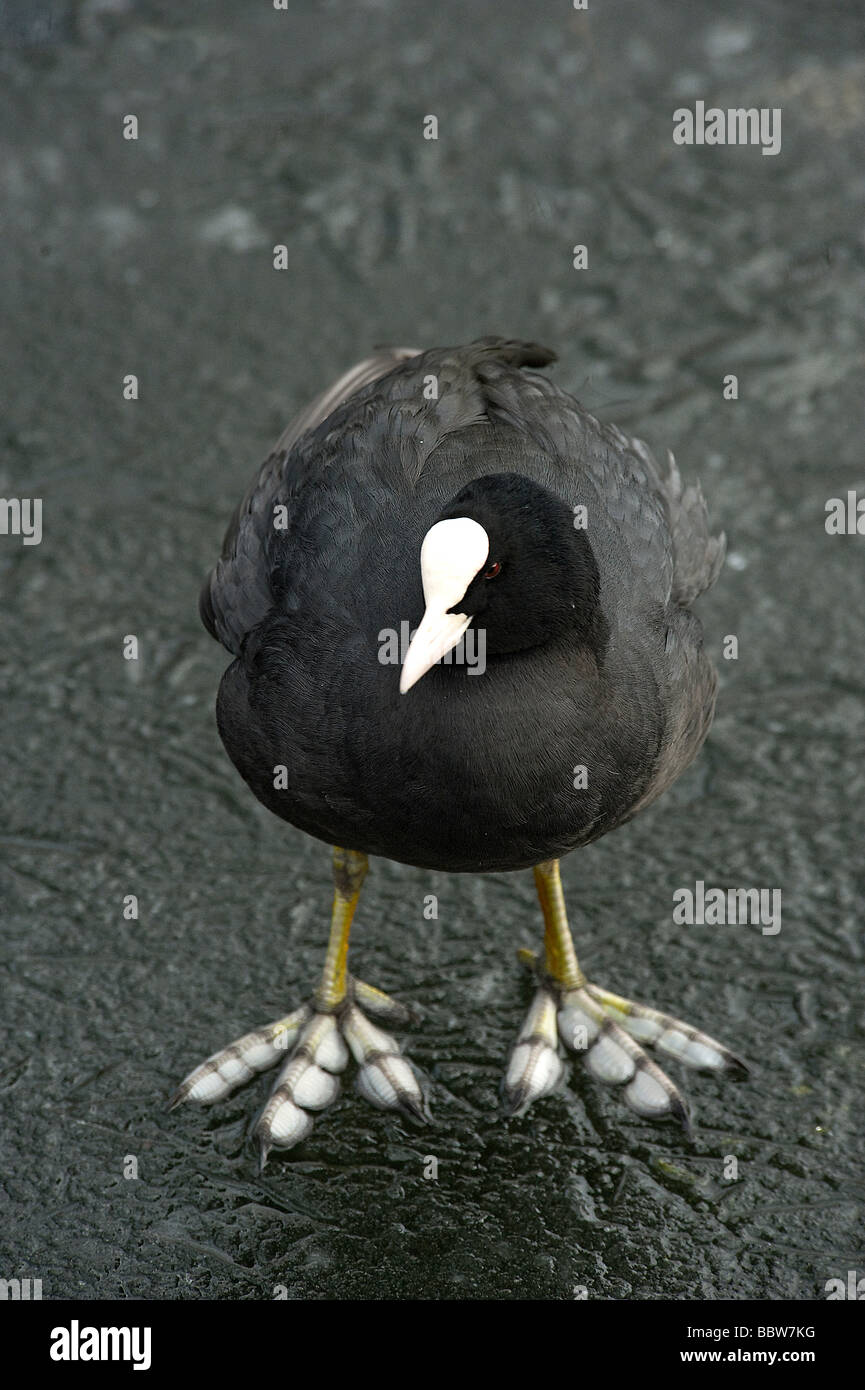 Foulque macroule Fulica atra debout sur la glace montrant pieds lobées Banque D'Images