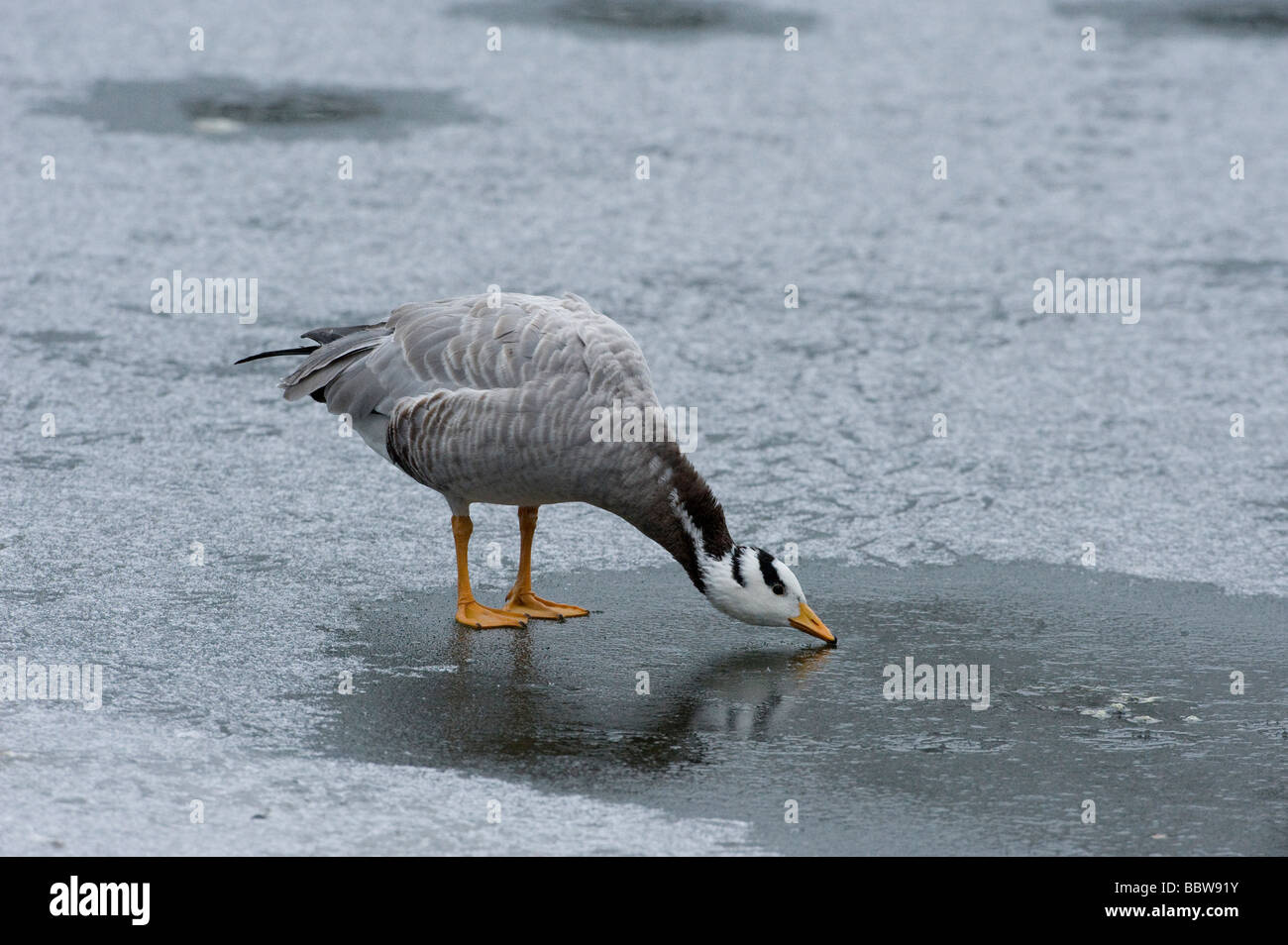 Headeed Bar goose Anser indicus tente de boire de l'étang glacé Banque D'Images