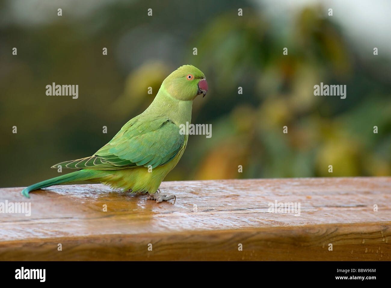 Perruche à collier Psittacula krameri ring sur la main courante de Xstrata Treetop Walkway tôt le matin Octobre à Kew Gardens Banque D'Images