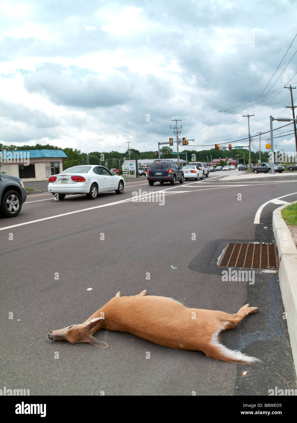 Chevreuil mort sur la voie publique dans la banlieue de New York, USA Banque D'Images