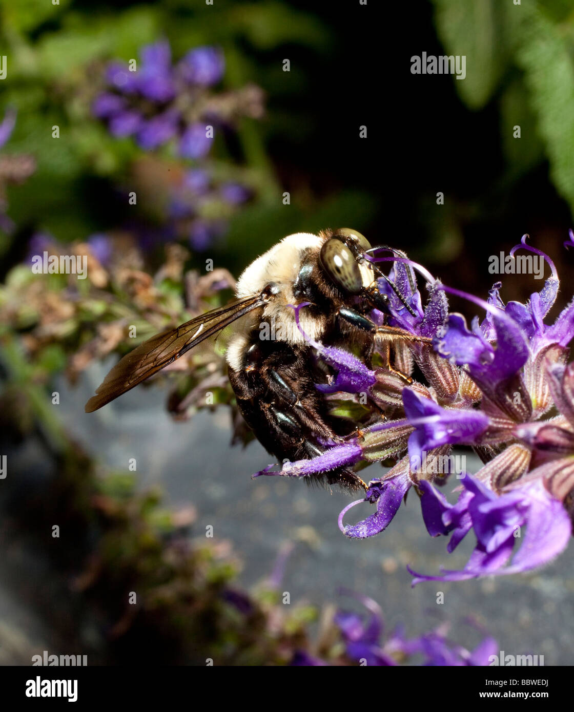Bee gathering pollen sur silvia fleurs Banque D'Images