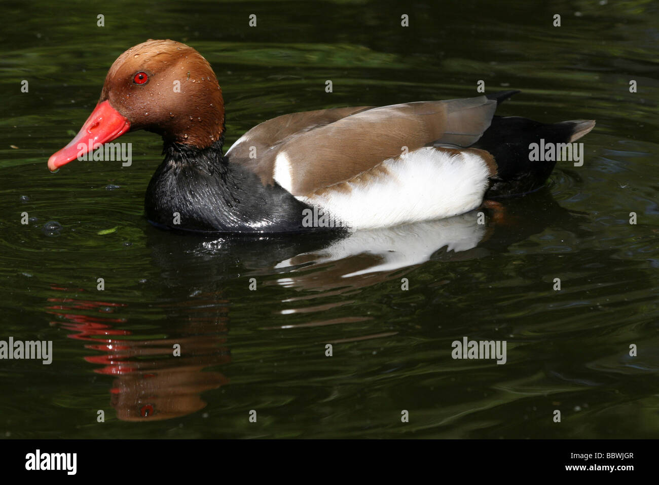 Homme Nette rousse Netta rufina nager à Martin simple WWT, Lancashire UK Banque D'Images