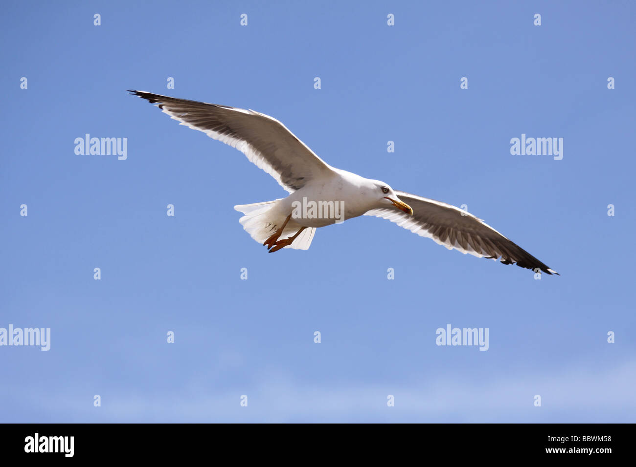 Mouette en vol Banque D'Images