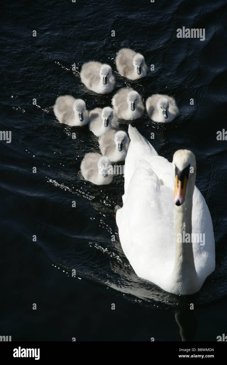 Salon du Loch Lomond, Ecosse. Swan suivie par un embrayage de cygnets sur le Loch Lomond. Banque D'Images