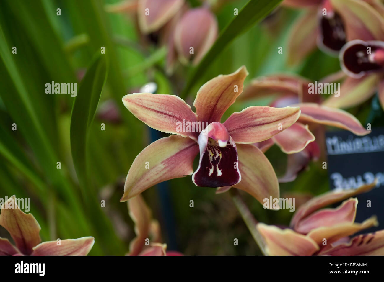 Miniture Cymbidium Bullbarrow x Mighty Mouse Banque D'Images