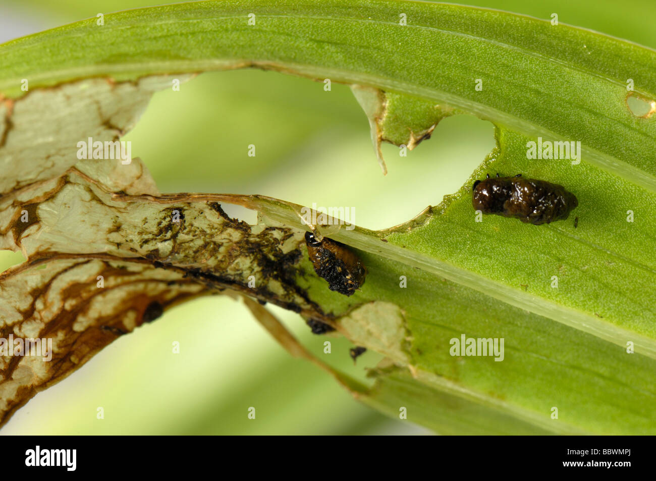 Lily beetle Lilioceris lilii jeunes larves collantes et les dommages sur une feuille lily endommagé Banque D'Images