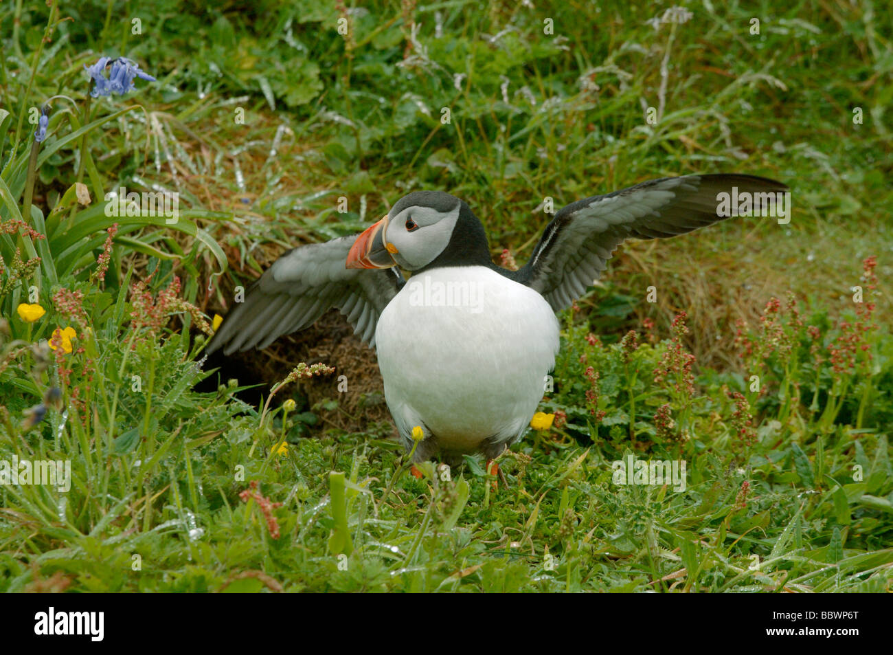 Macareux moine (Fratercula arctica) ailes de flexion Banque D'Images