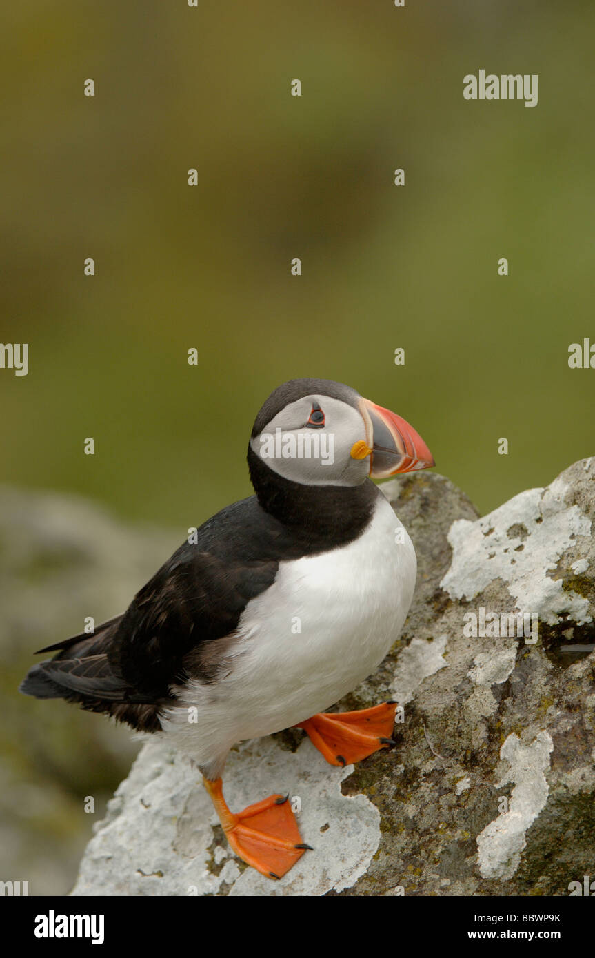 Macareux moine (Fratercula arctica) sur rock Ecosse Banque D'Images