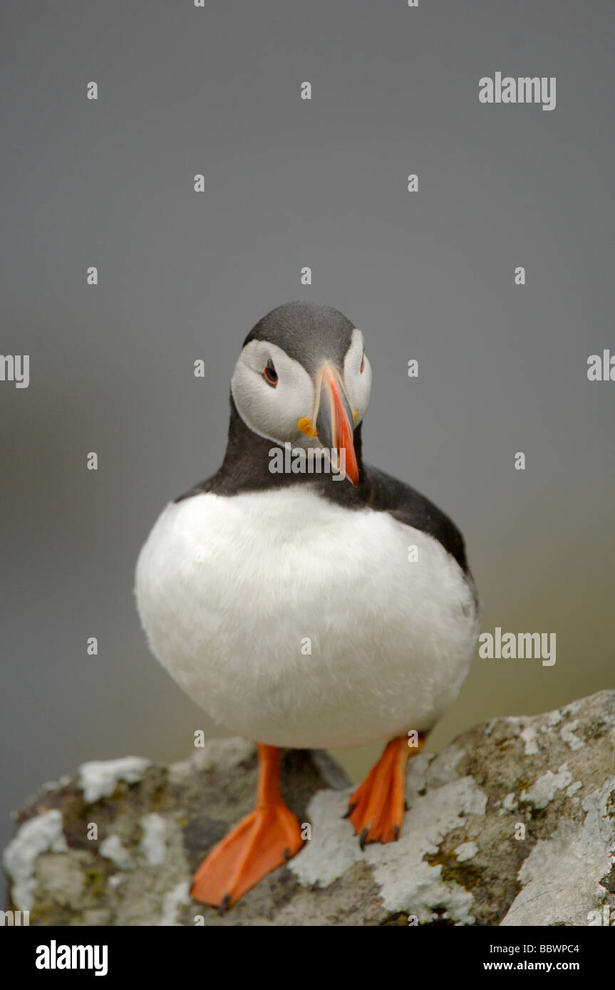 Macareux moine (Fratercula arctica) sur rock Banque D'Images