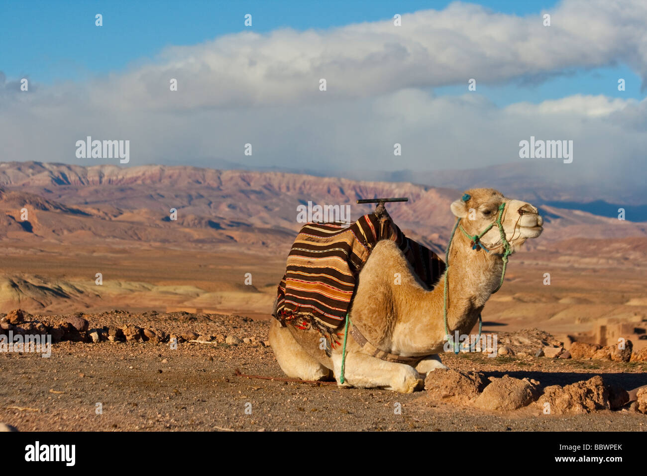 Paysage de montagne et de chameaux dans le Maghreb au Maroc Banque D'Images