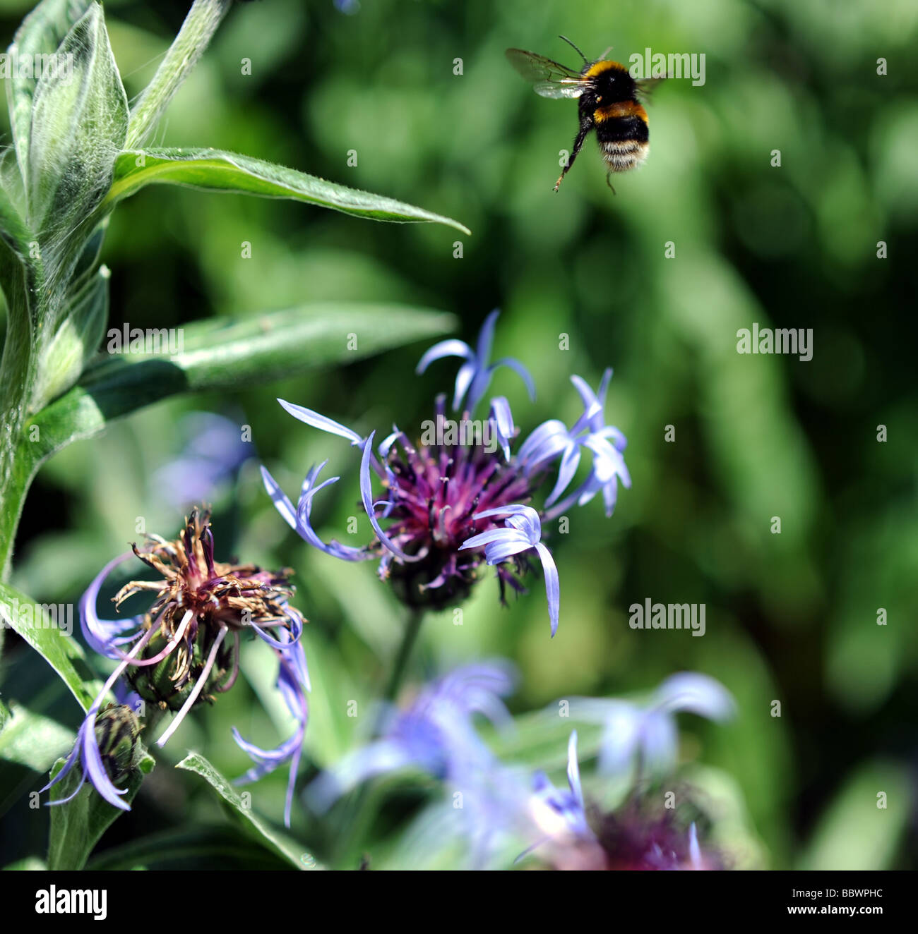 Un bourdon décolle d'un bleuet bleu dans un jardin du Sussex UK Banque D'Images