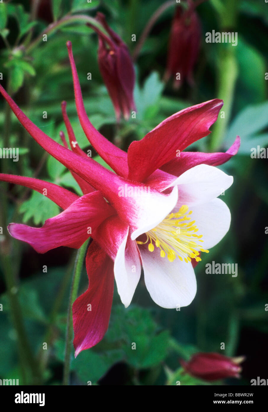 Aquilegia 'Hobbit' rouge et rouge blanc fleur fleurs jardin plantes columbine aquilegias Banque D'Images