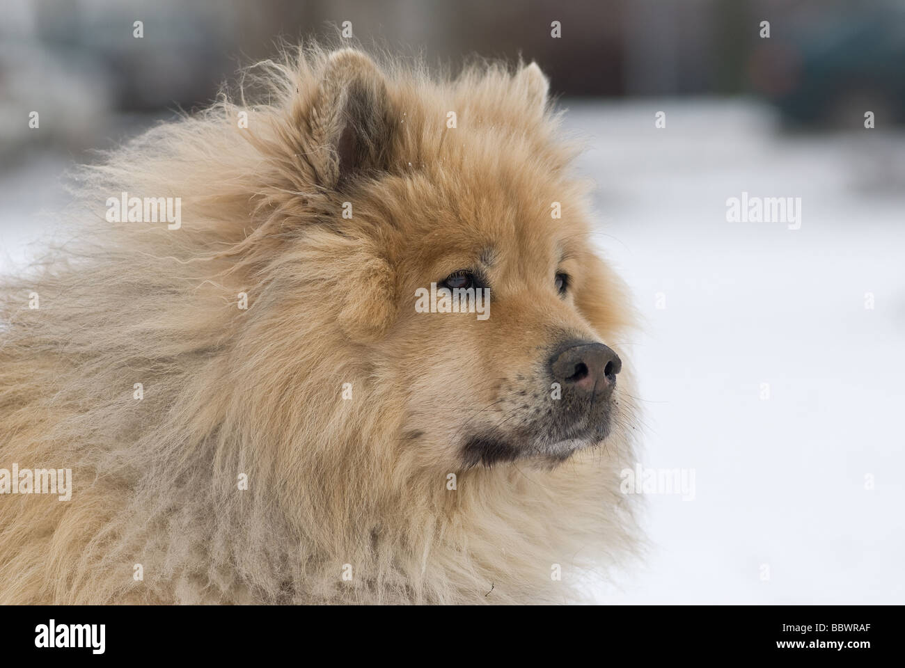 Chien Eurasier Banque D Image Et Photos Alamy
