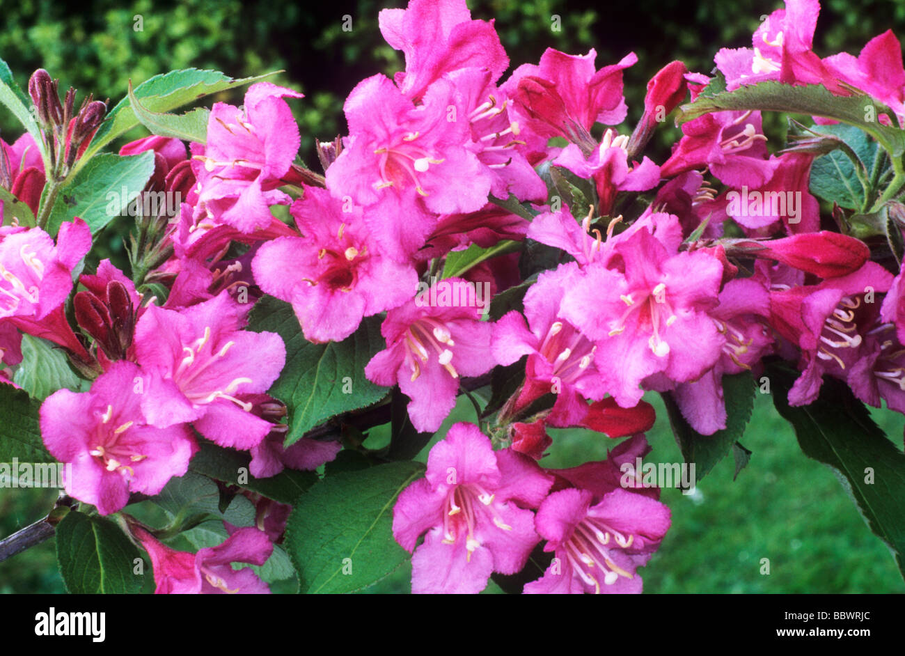 Weigela 'Abel Carriere' rose fleur fleurs jardin plantes ...