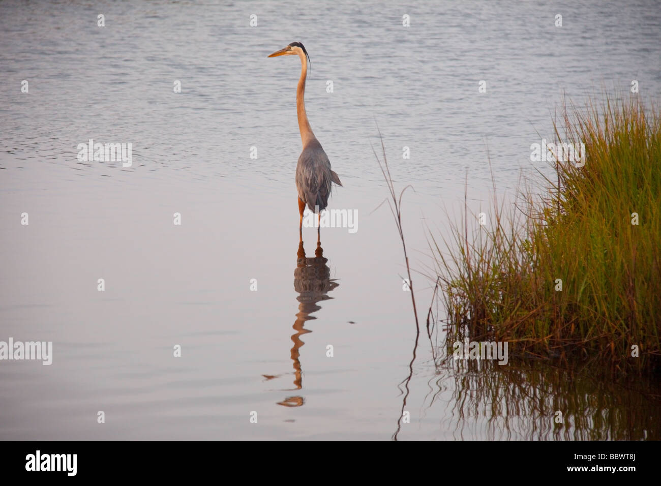 Grand Héron de la chasse dans un marais, St Marks National Wildlife Refuge, en Floride Banque D'Images