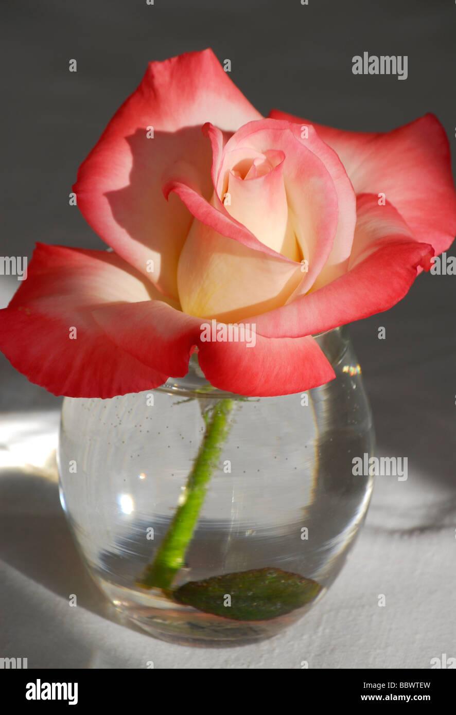 Rose panachée en après-midi, lumière douce Photo Stock - Alamy