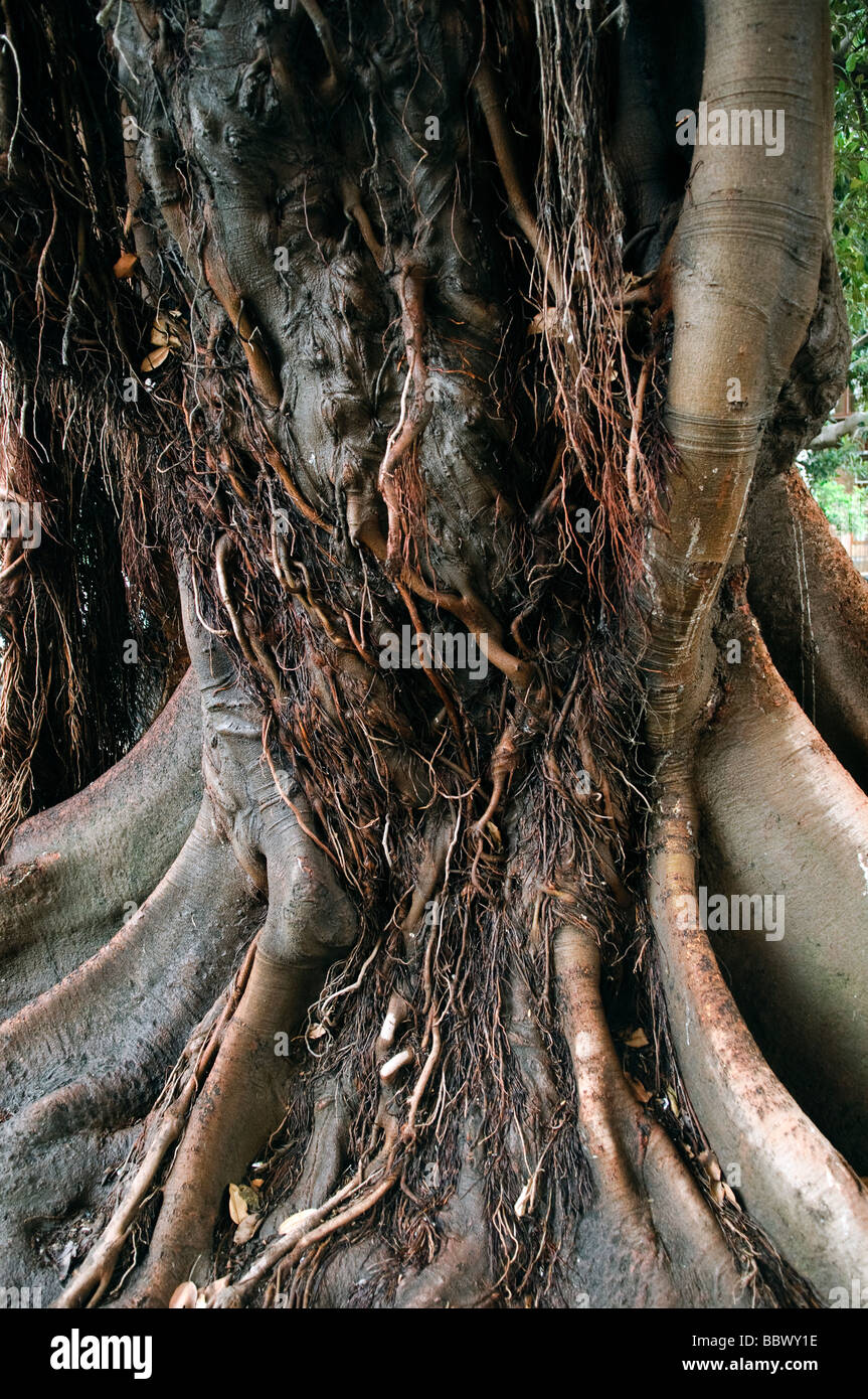 Tronc d'un arbre à caoutchouc Ficus elastica à Séville Andalousie Espagne Banque D'Images