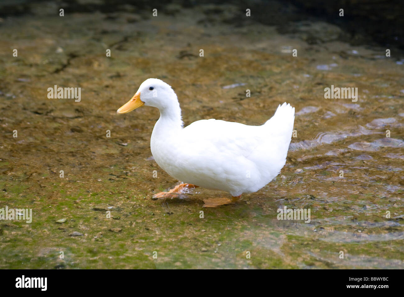 Canard dans l’eau Banque D'Images