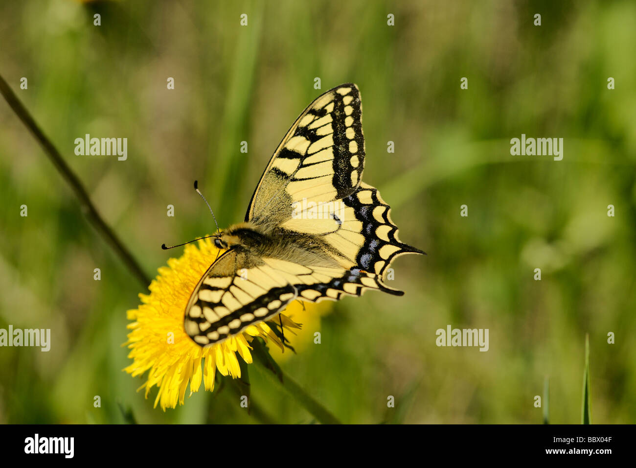 Butterfly Papilio machaon) Banque D'Images