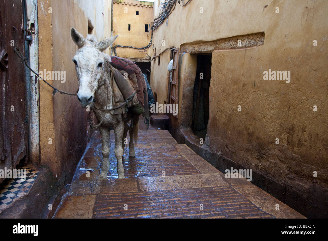 Âne dans une ruelle étroite à Fez Maroc Banque D'Images