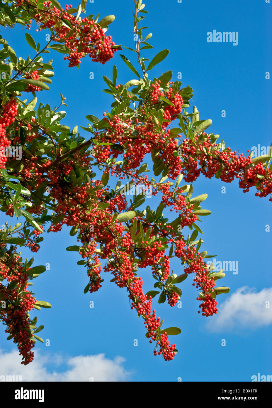Red Flowers against a blue sky en automne, UK Banque D'Images
