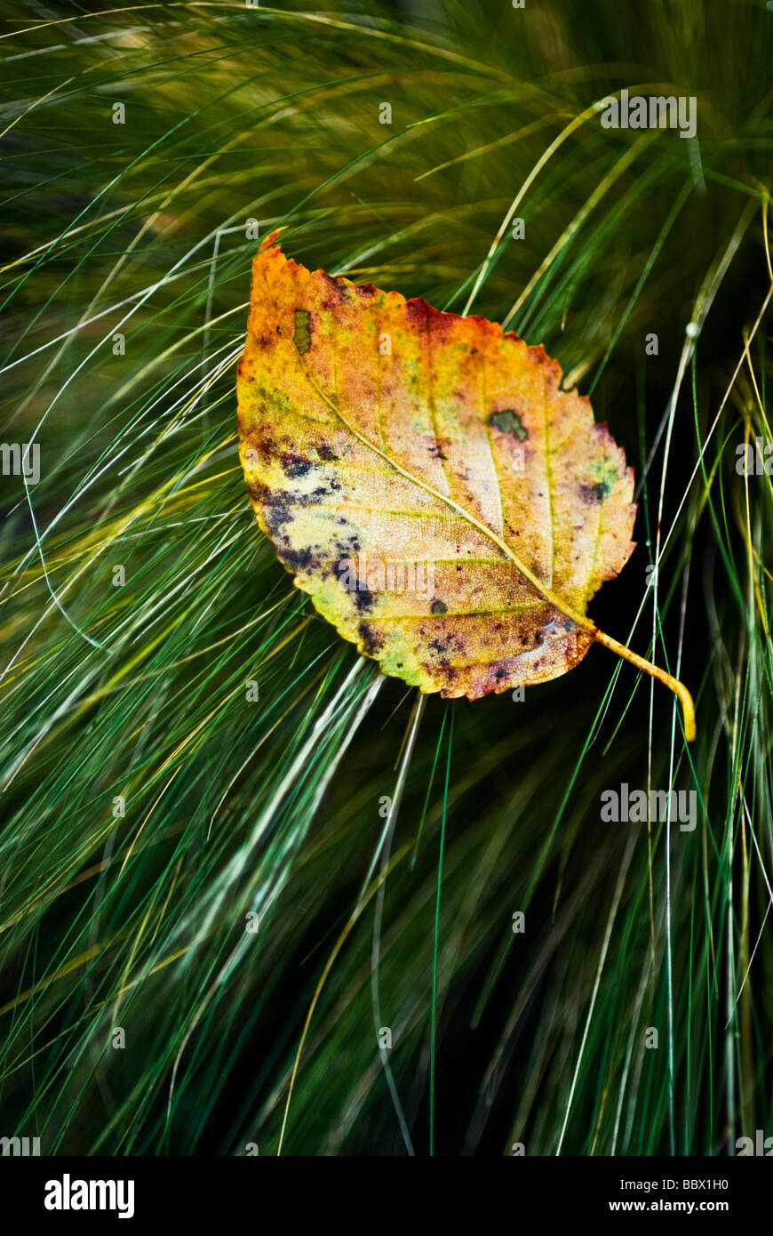 Feuille d'automne unique reposant sur une touffe de graminées, de profondeur de champ Banque D'Images