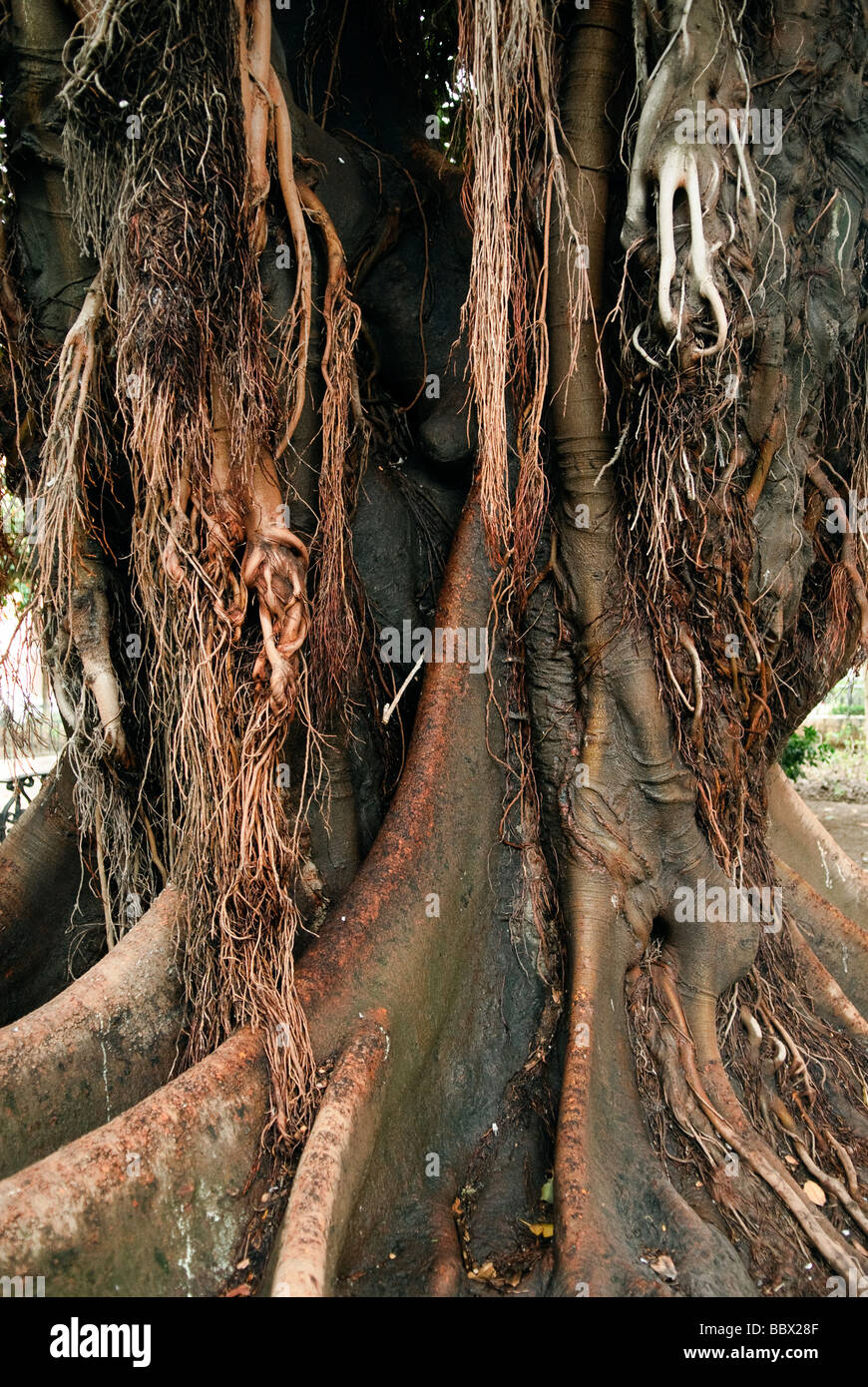 Tronc d'un arbre à caoutchouc Ficus elastica à Séville Andalousie Espagne Banque D'Images