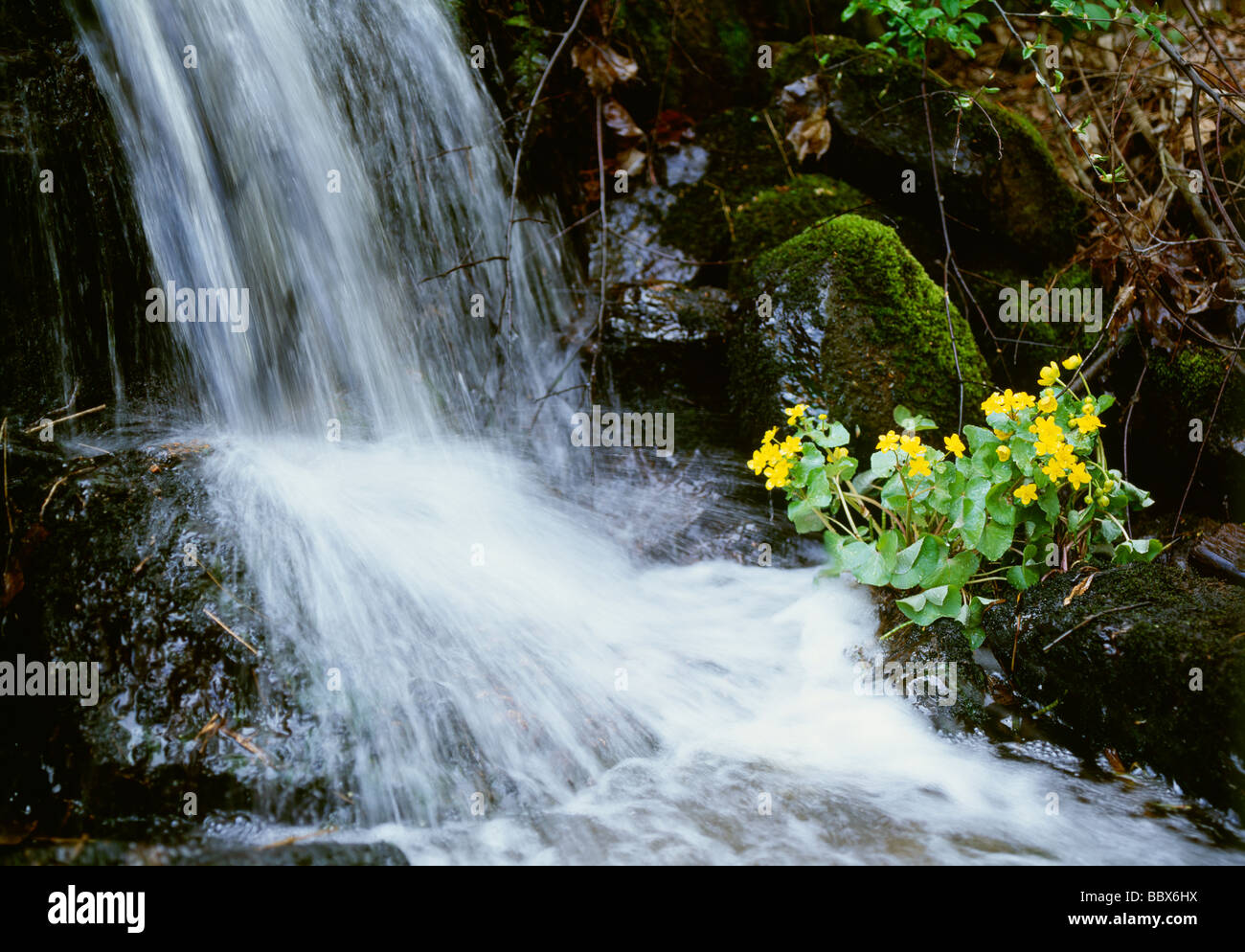 Cascade par les plantes Banque D'Images