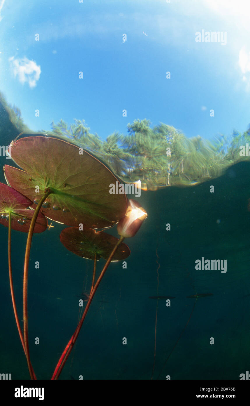 Plante dans l'eau vue sous-marine Banque D'Images