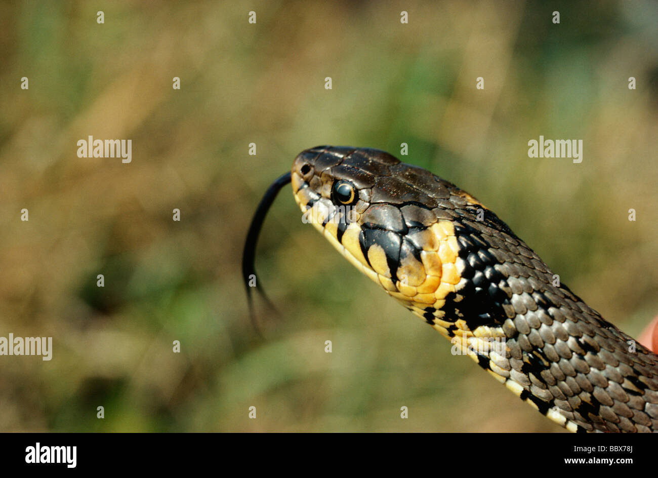 La langue de serpent Banque D'Images