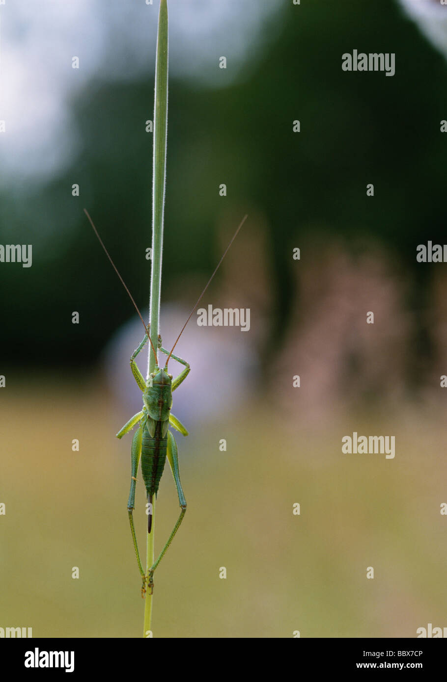 L'accent sur le premier plan sauterelle Banque D'Images