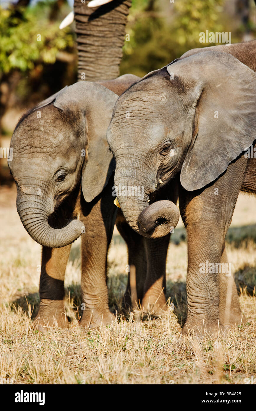 L'éléphant d'Afrique Loxodonta africana de l'Afrique du Sud de jeunes veaux interaction Dist l'Afrique subsaharienne Banque D'Images