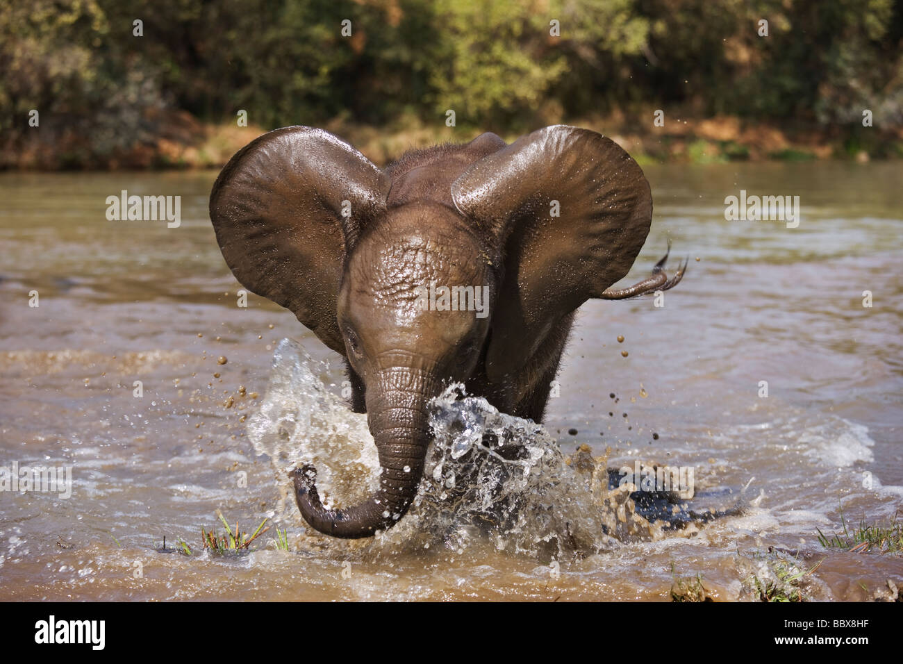 L'éléphant d'Afrique Loxodonta africana jeune veau jouer la charge de l'Afrique du Sud Afrique subsaharienne Dist Banque D'Images