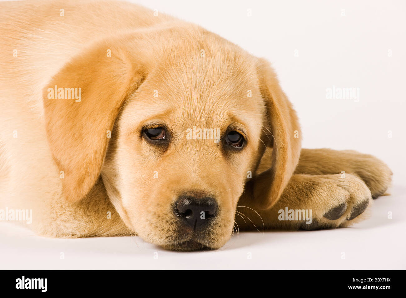 Chiot Golden Retriever du Labrador Canis familiaris Close up portrait of Labrador chiens de travail populaires Banque D'Images