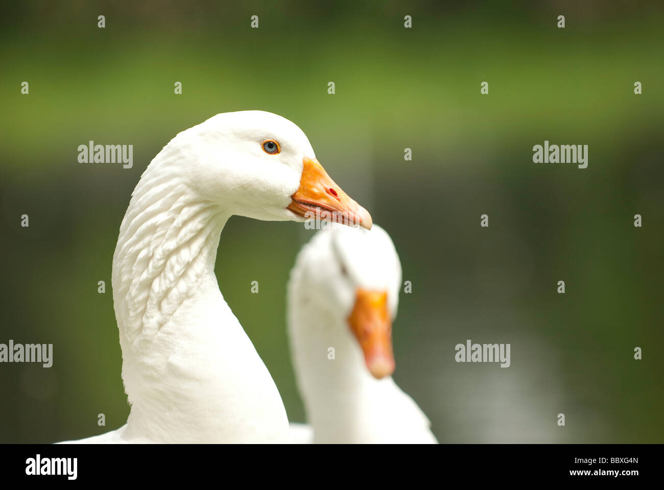 Deux oies blanches domestiques près d'un étang Banque D'Images