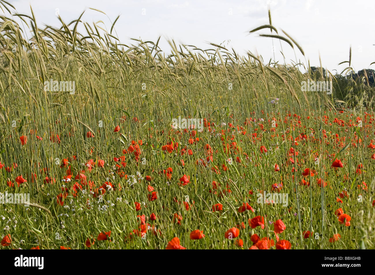 Domaine de blé et de triticale pour l'alimentation des oiseaux sauvages coquelicots Banque D'Images