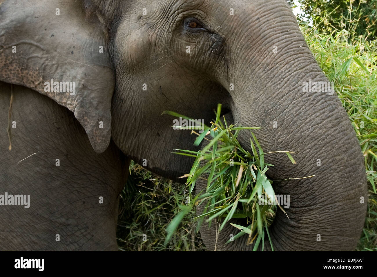 La végétation de l'alimentation de l'éléphant d'Asie, l'Inde, le Parc National de Bandhavargh Banque D'Images