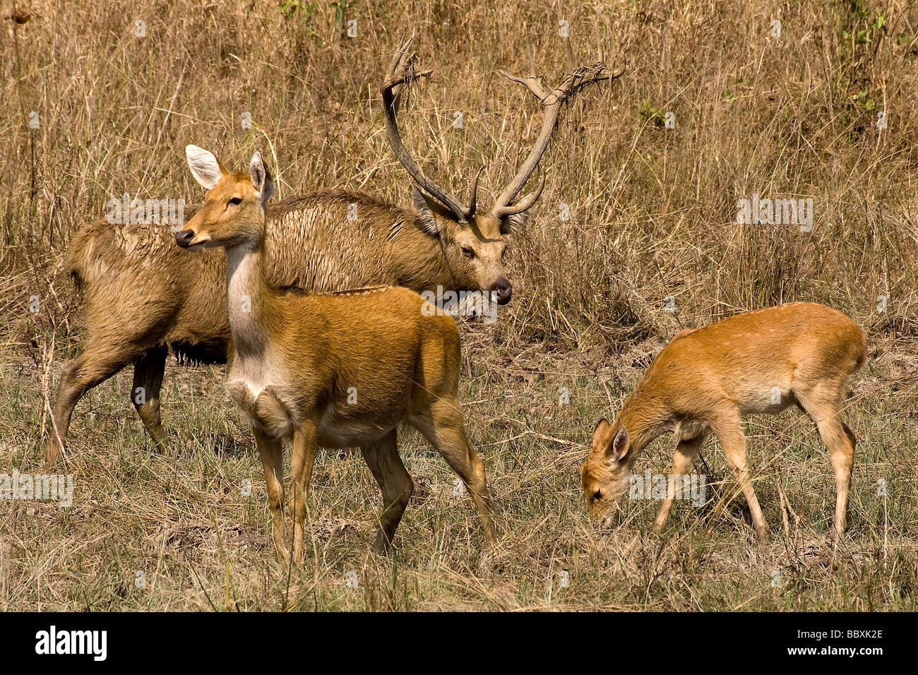 Stah & n'Barasingha, aka Swamp deer, Cervus duvauceli, la Réserve de tigres de Kanha, aka Kanha National Park, Inde Banque D'Images