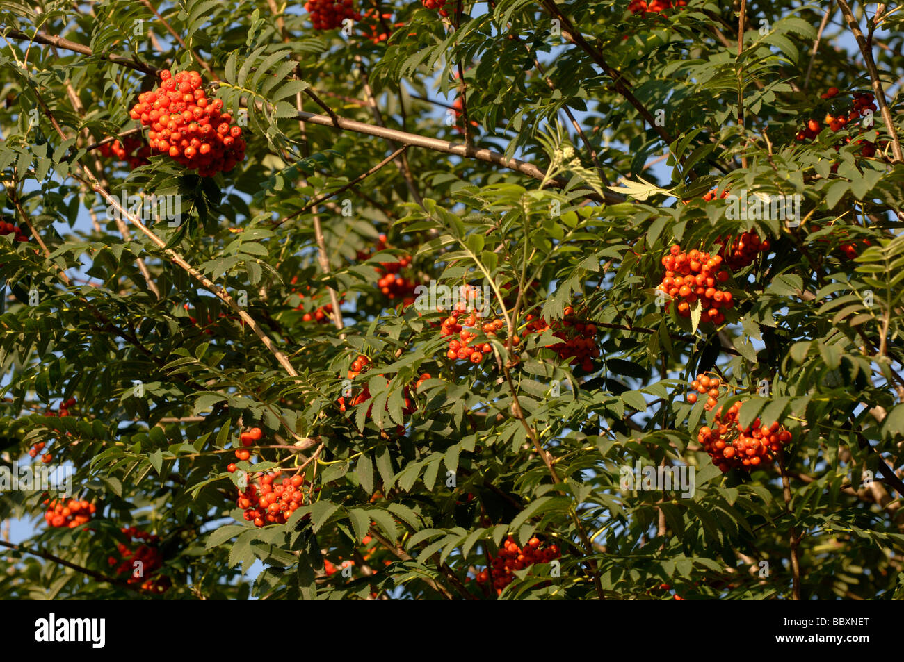 Rowan Sorbus aucuparia en berry photographié en UK Banque D'Images